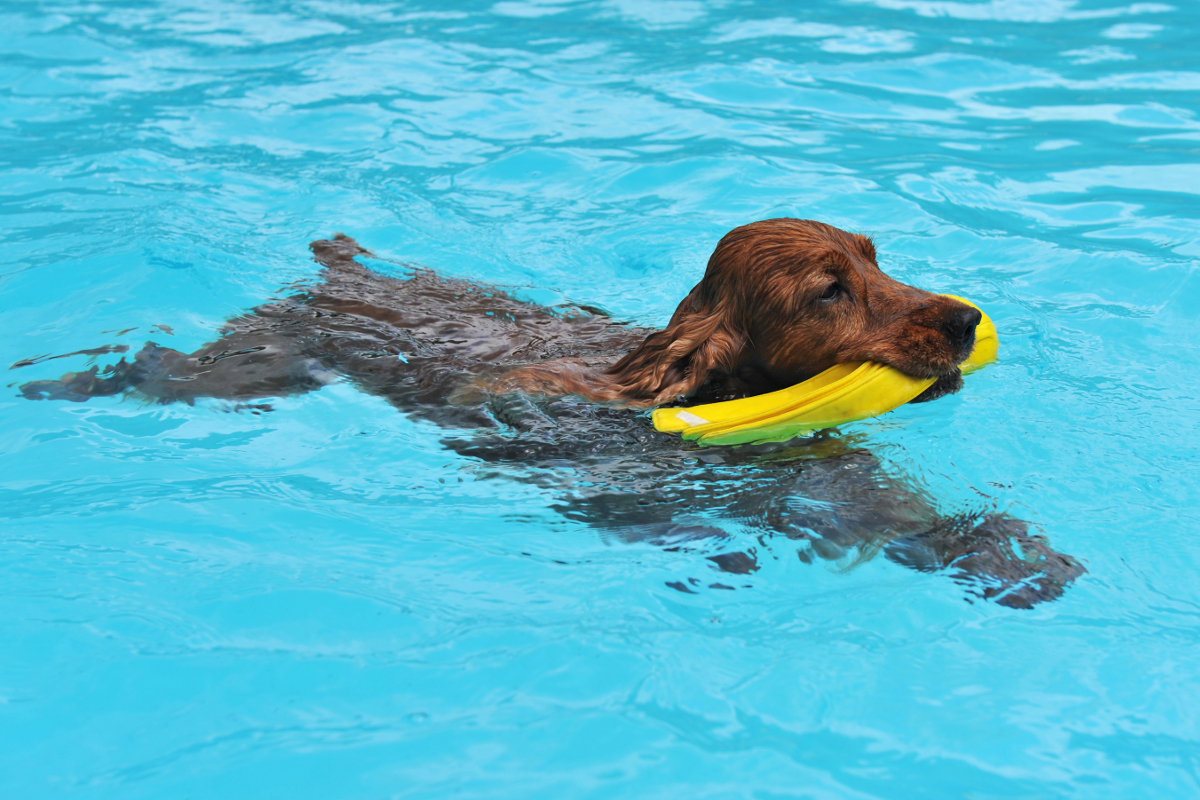 dobry basen dla psa