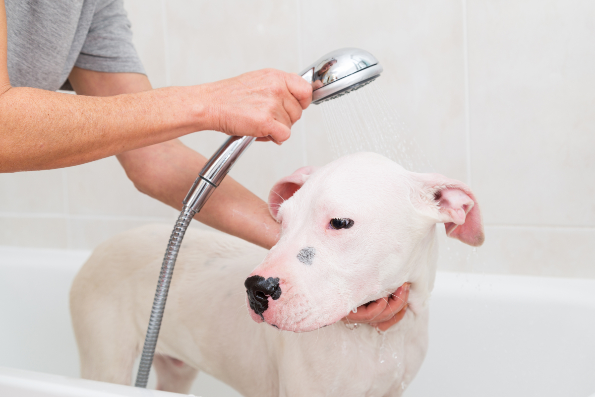 szampon dla psów alergików