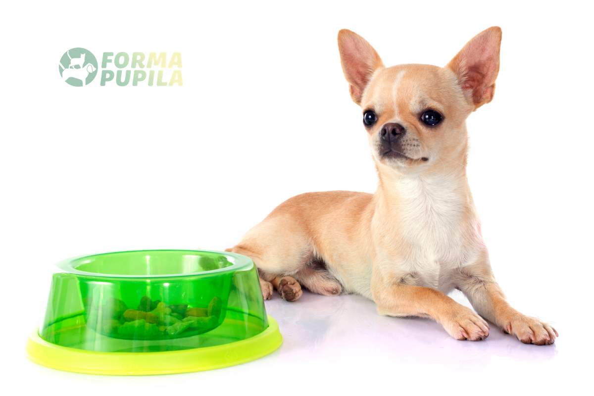 Чихуахуа Chihuahua блюдо