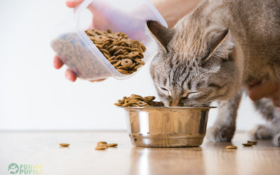 karma sucha dla kota ranking