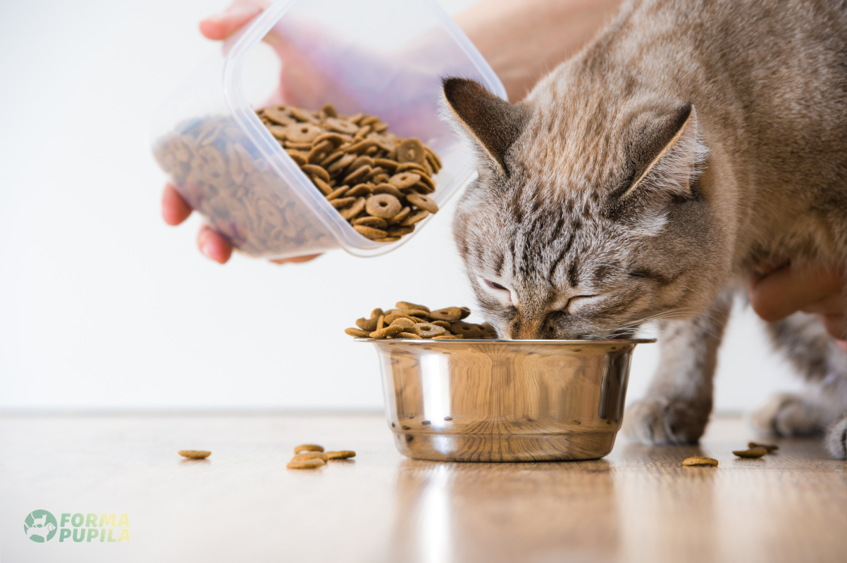 karma sucha dla kota ranking